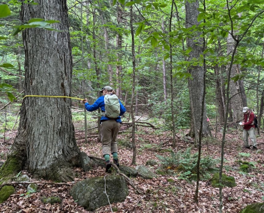 Old Trees and the People Who Know Them