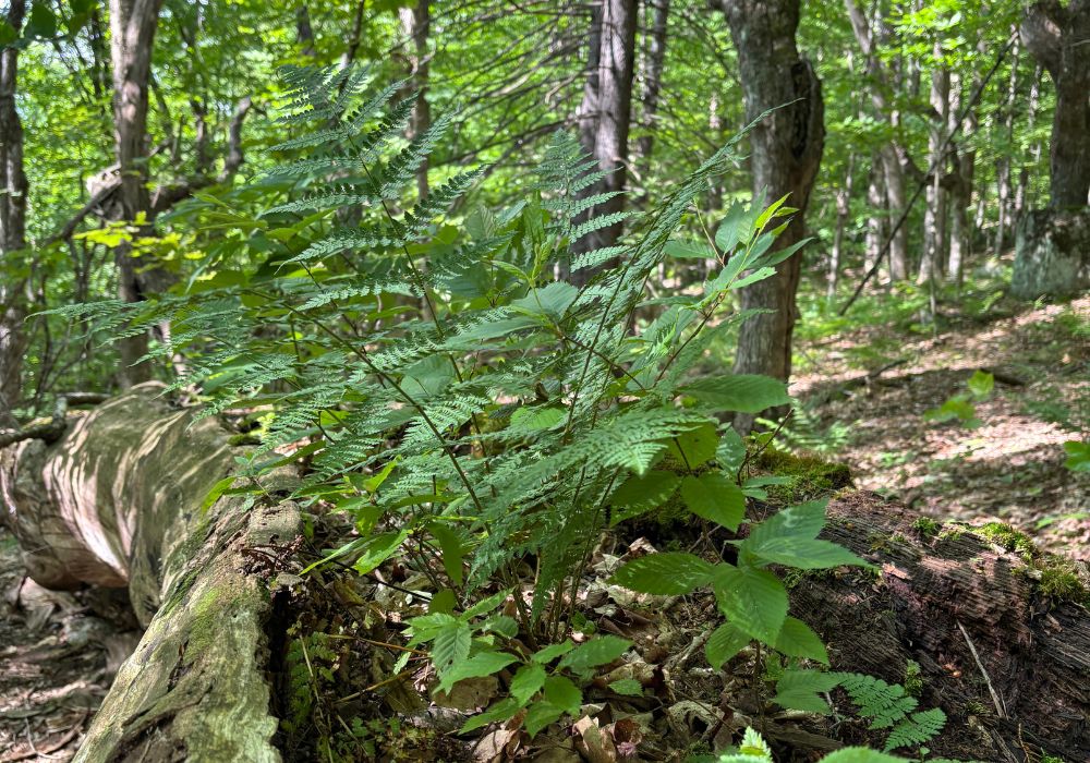 Nurse log