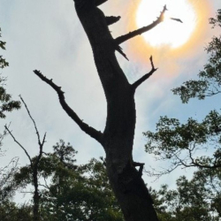 Silhouette of dead tree against the sun