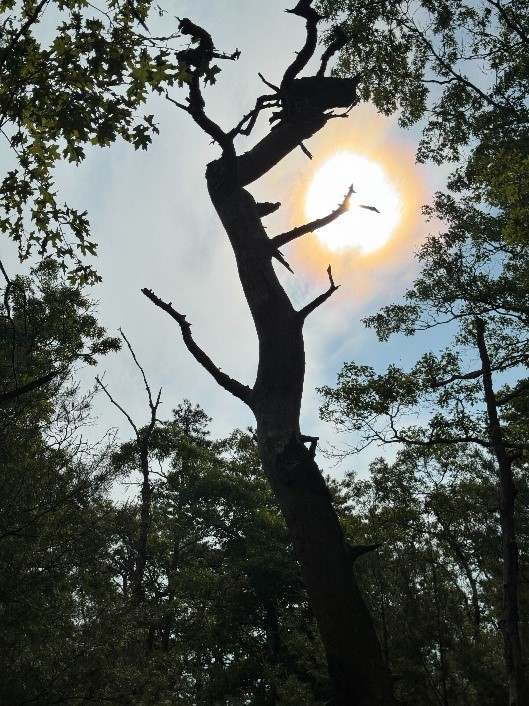 Silhouette of dead tree against the sun