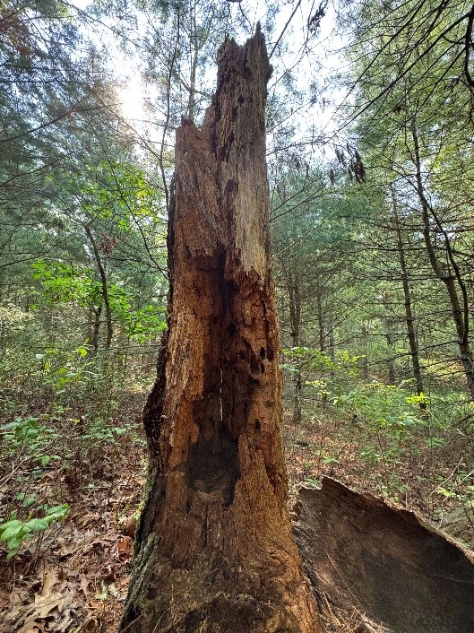 dead tree in the middle of the woods