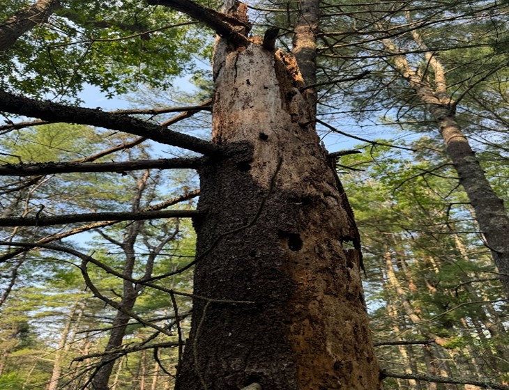 View of dead tree and the canopy above