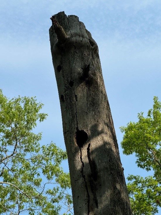 End of a dead tree jutting into the sky