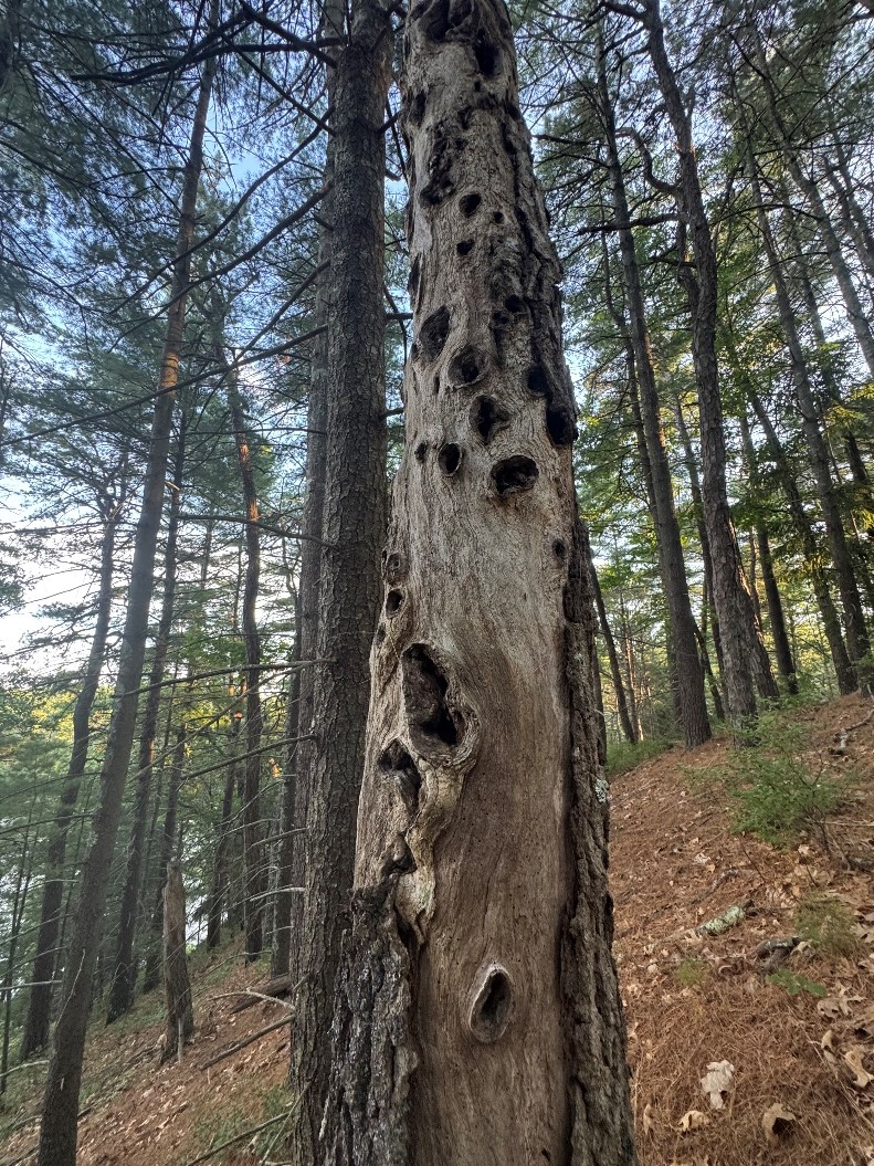 Dead tree with cavities from woodpeckers