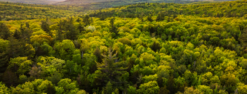 spruce ridge landscape photo