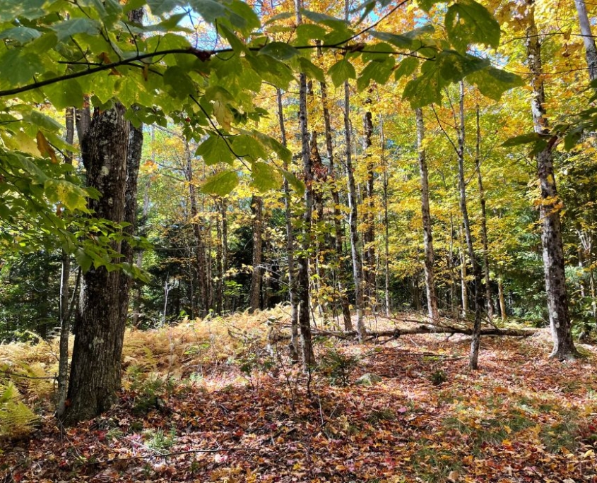 College Hill Wilderness Sanctuary Furthers Vermont’s Land Conservation Goals