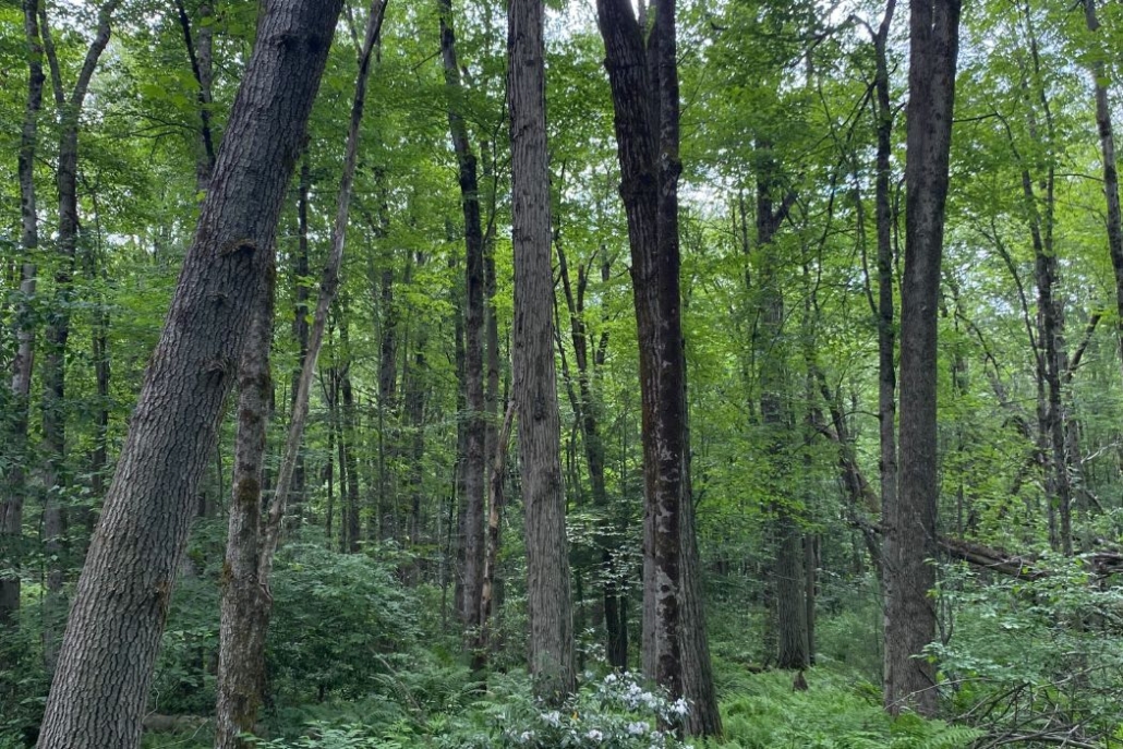 South Norfolk Wildlands Easement