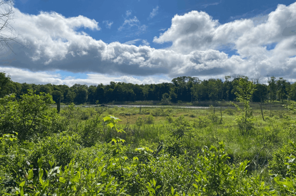 First Forever-Wild Conservation Easement Established in Sharon, CT