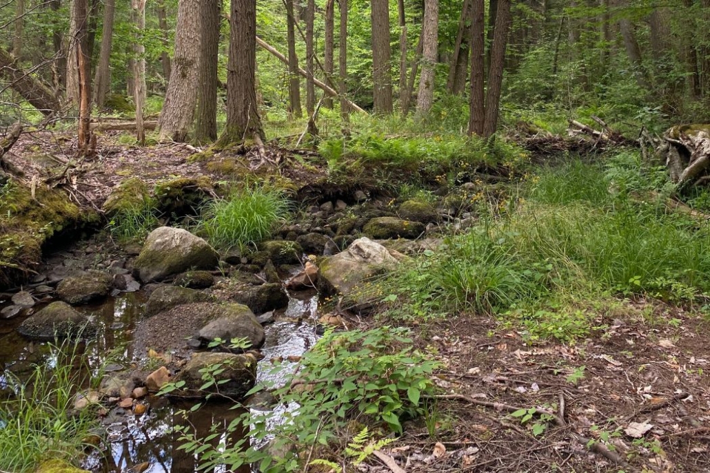 Stream running through a forest