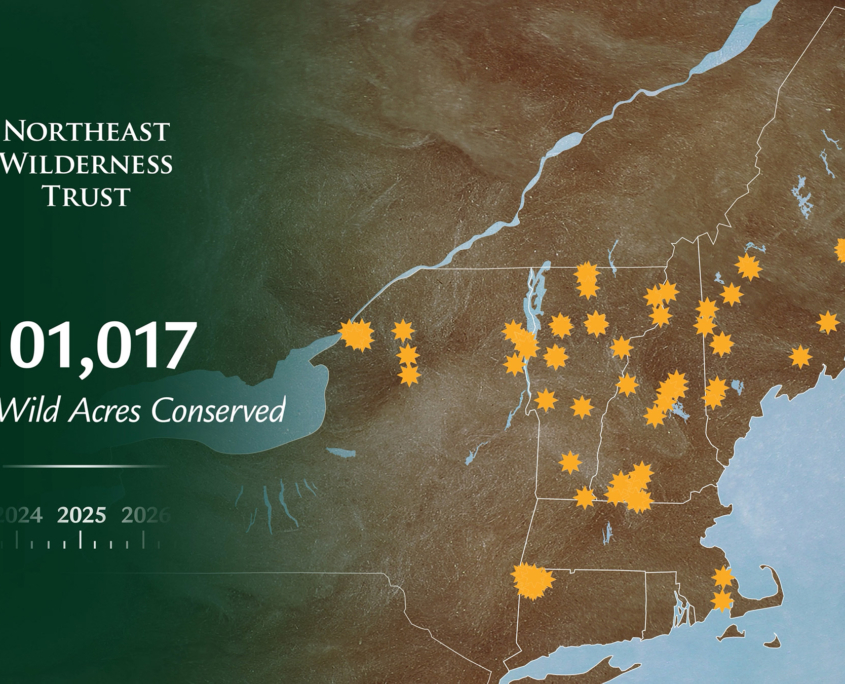 Northeast Wilderness Trust Surpasses 100,000 Forever-Wild Acres Conserved