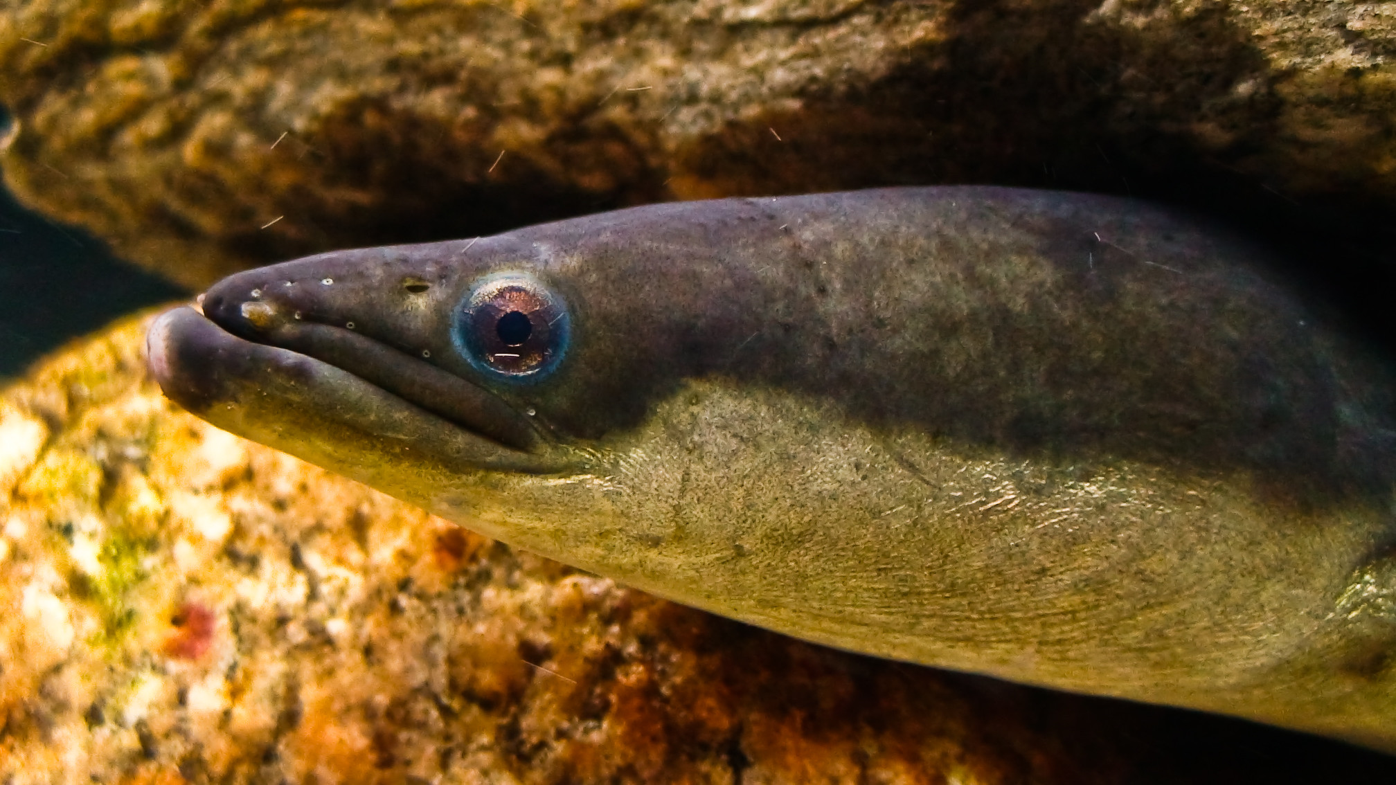 Photograph of an american eel peeking out of a rock