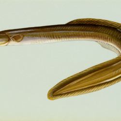 Illustration of an american eel