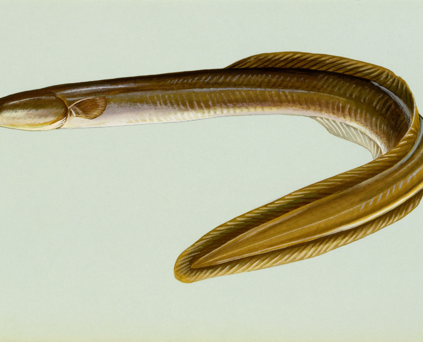 The American Eel: Rewilding Watersheds
