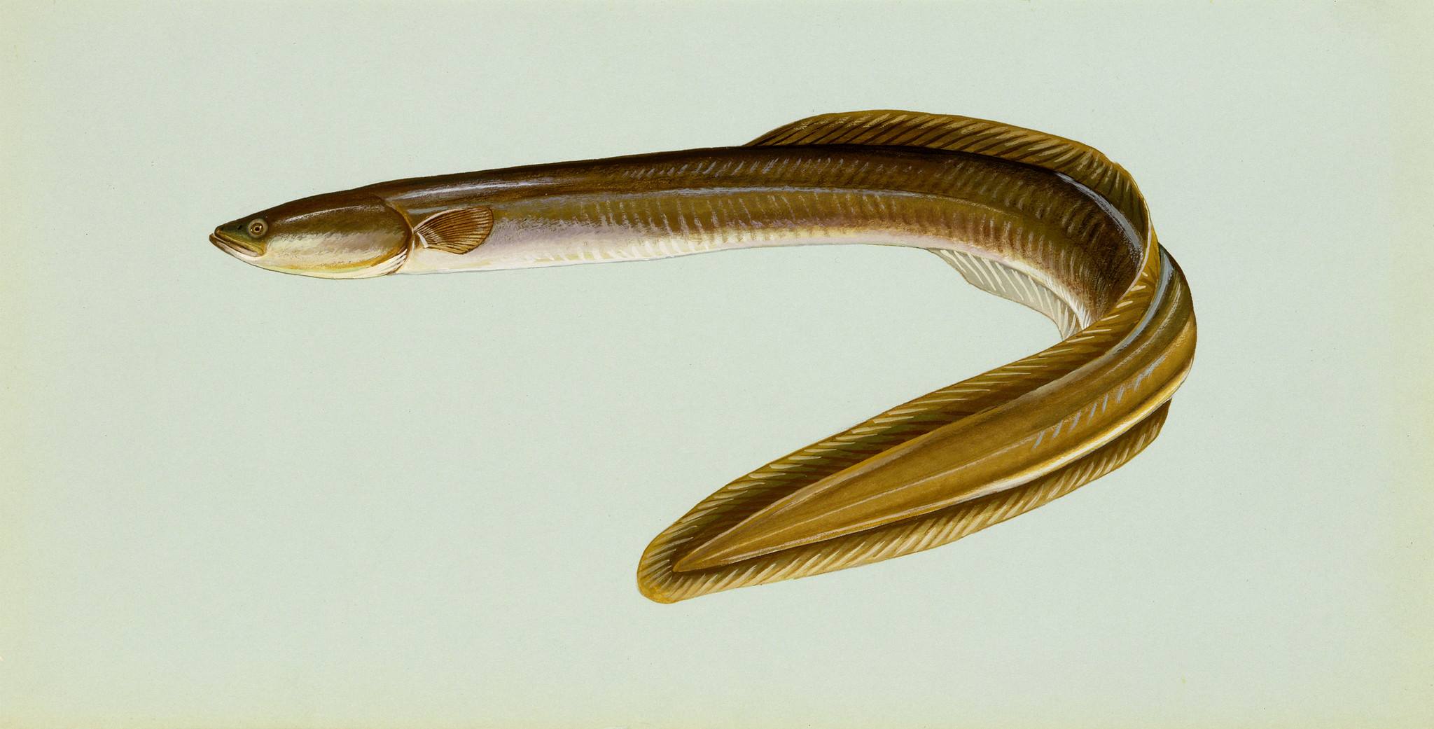 Illustration of an american eel