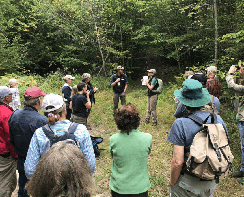 Wildlands: The Old-Growth Forests of Tomorrow