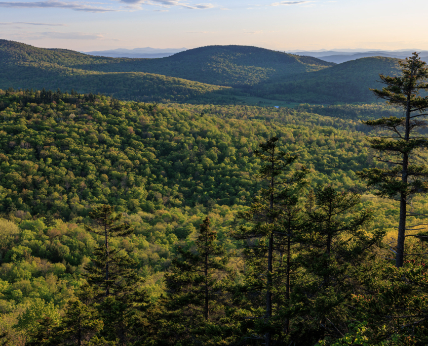 Opinion | The Gift of Freedom