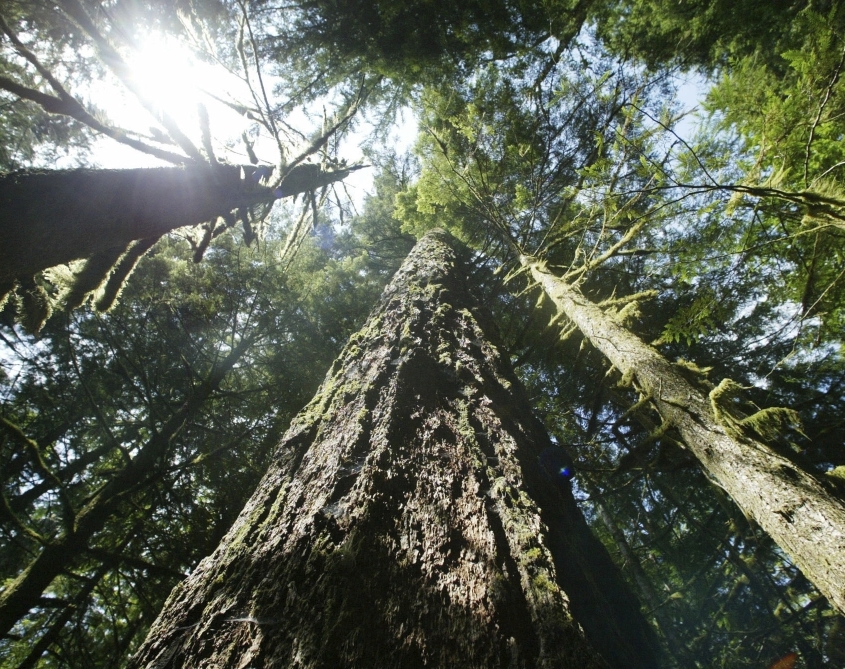 Opinion: Coming Together for Old-Growth Forests