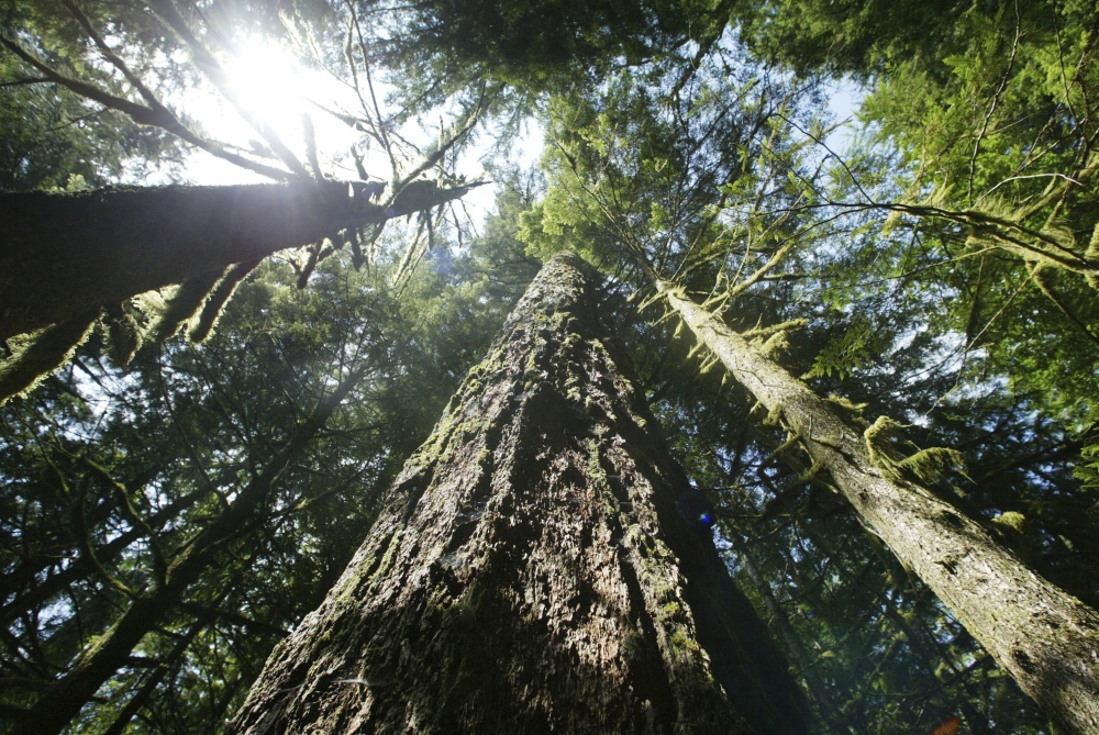 Opinion: Coming Together for Old-Growth Forests