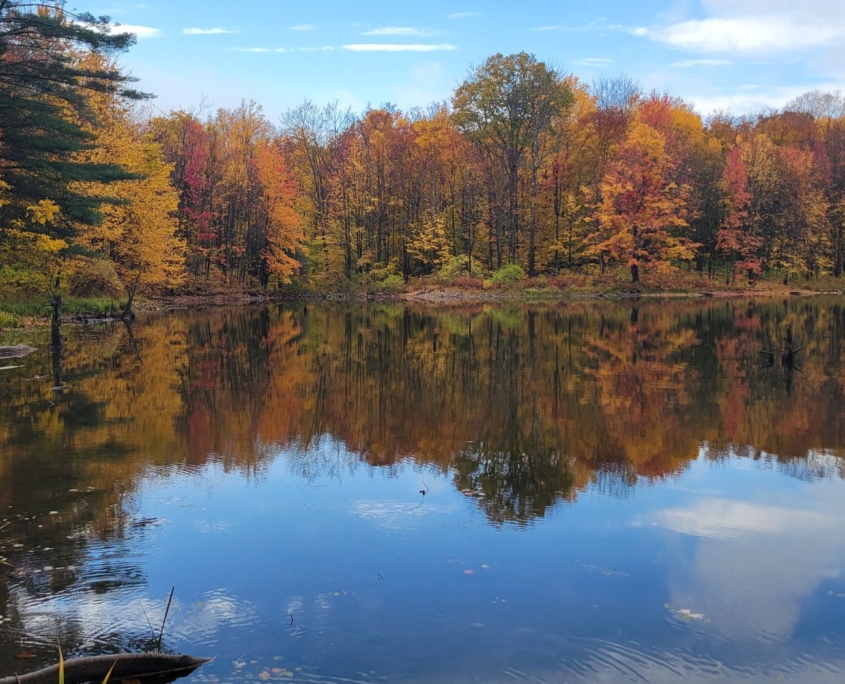 Future Wolf Tree Wilderness Preserve in “The Addison Independent”
