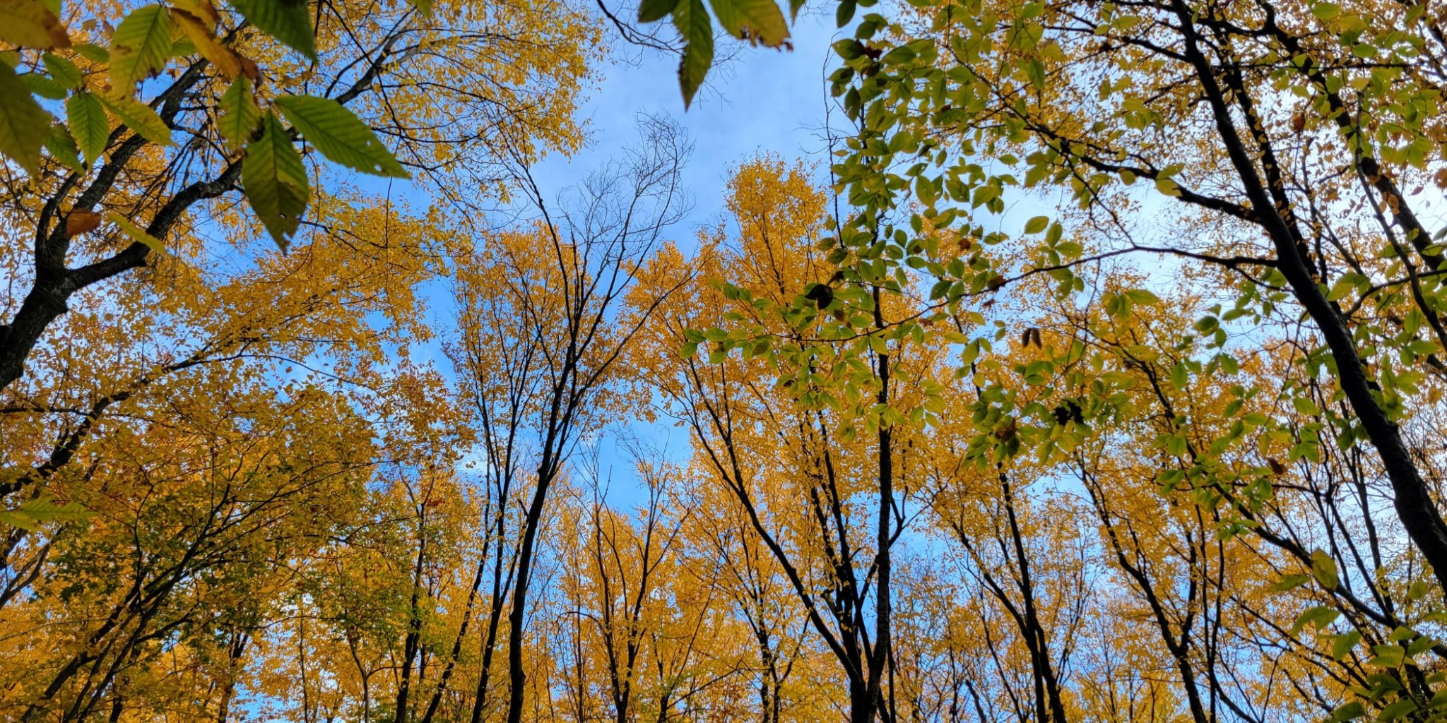 Wolf Tree Banner Tree Canopy