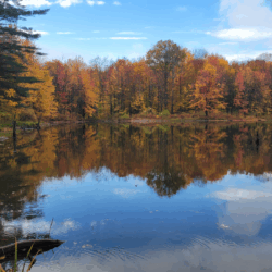 Wolf Tree Wilderness Sanctuary