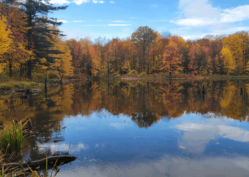 Landowner Donates 135 Acres in Orwell to Northeast Wilderness Trust
