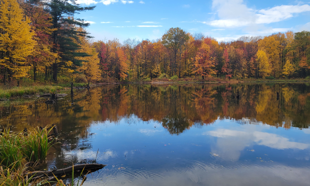 Wolf Tree Wilderness Sanctuary