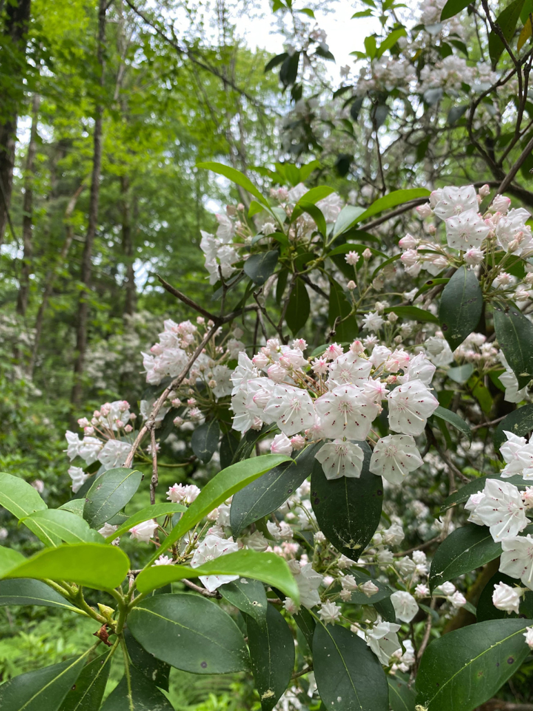 White flowers in a forest.