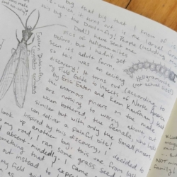 Picture of a journal entry