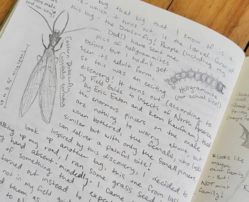 Spring 2026 Guided Nature Journaling with NEWT