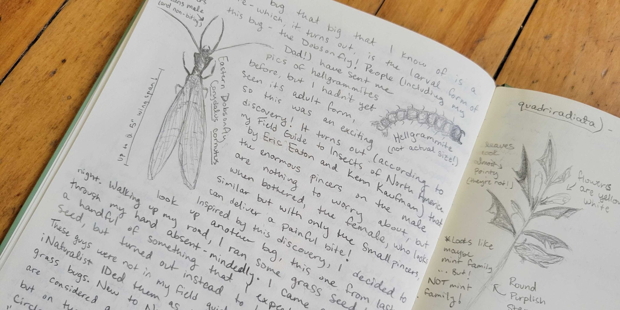 Picture of a journal entry