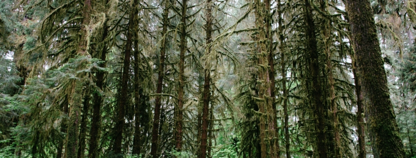 Old Growth forest in Washington.