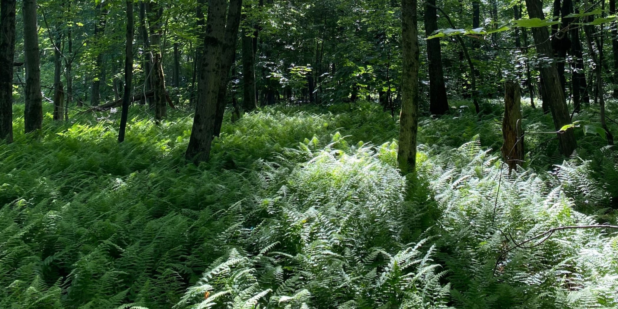 Jackson Peck Banner Ferns