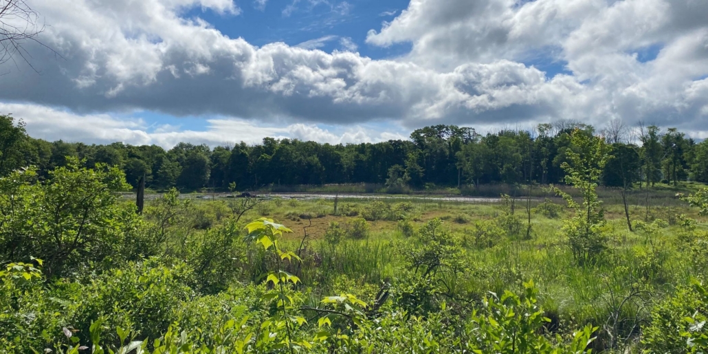 Jackson Peck Easement