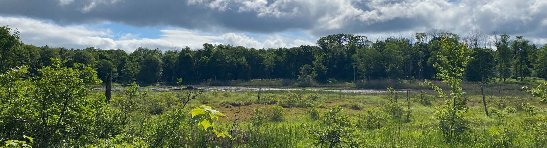 Jackson Peck Header Image