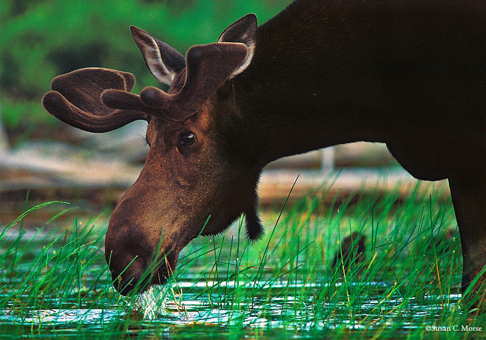 Moose with head over wetland