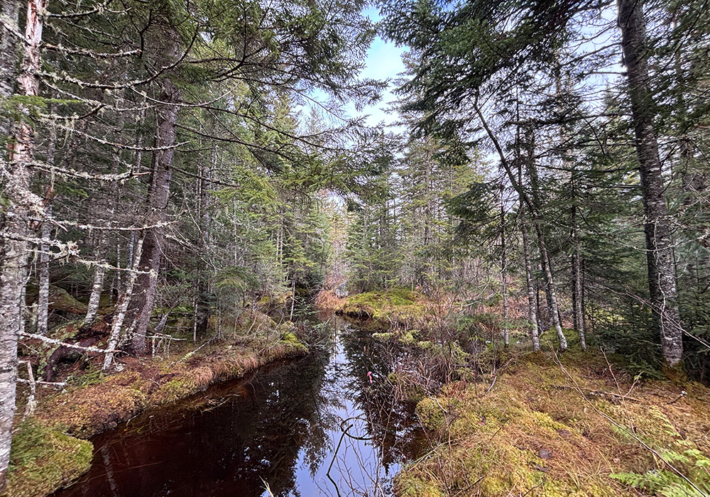 view of a river in a forest