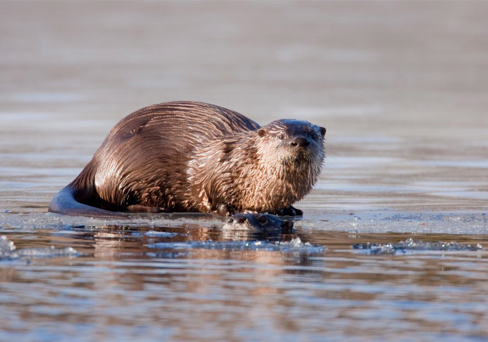 River Otter photo