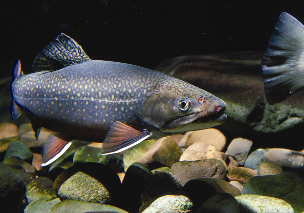 Brook trout in a river