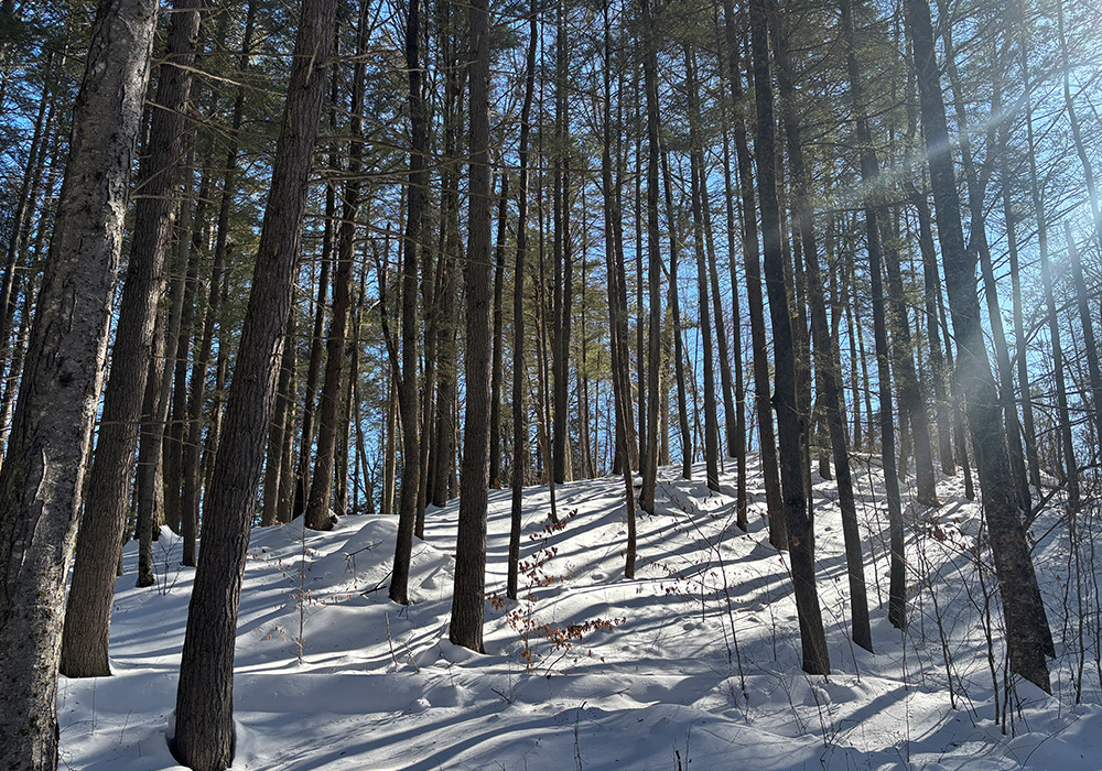 Rivers Edge Wilderness Preserve forest in winter