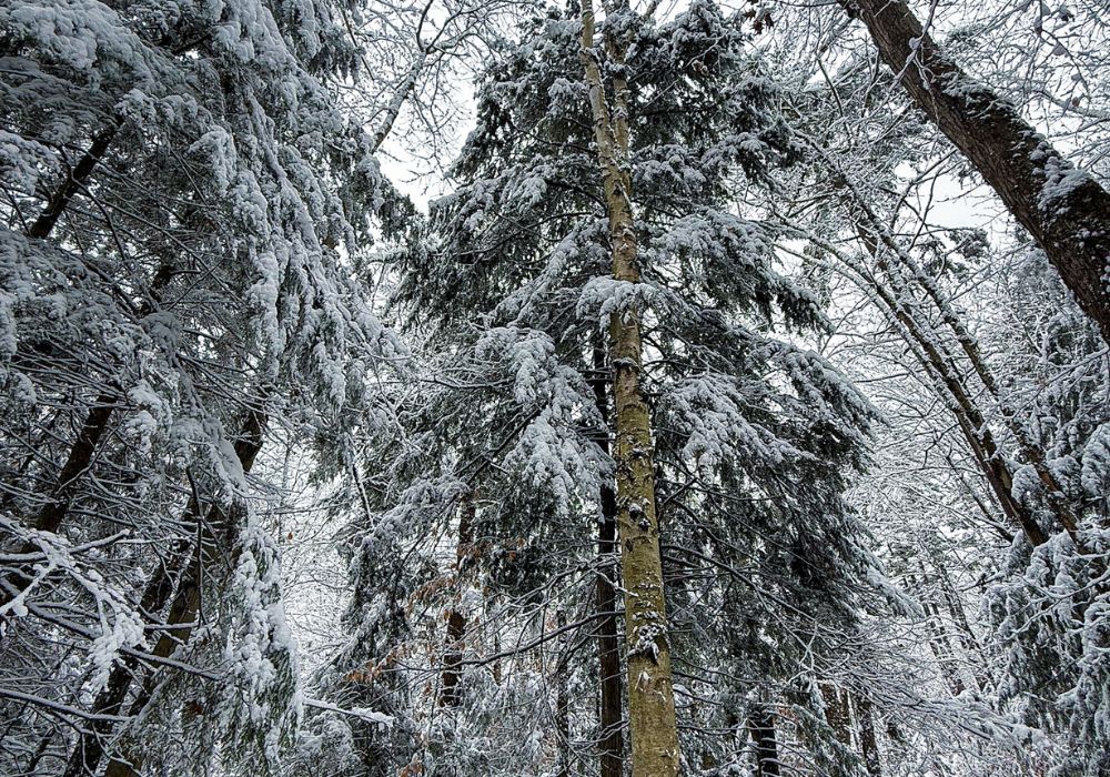 Trees at Twin Valleys