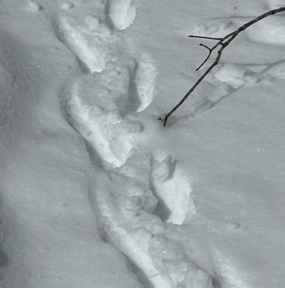 Tracks in the snow