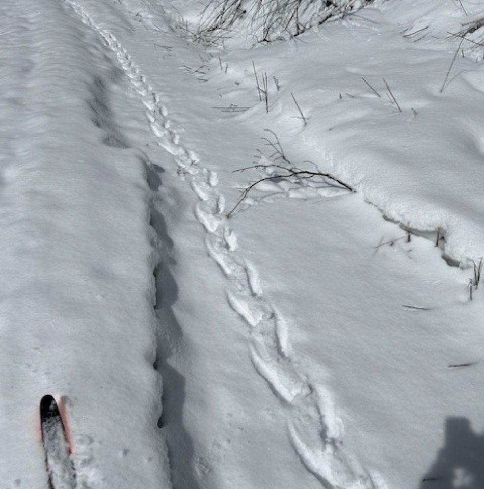 Tracks in the snow