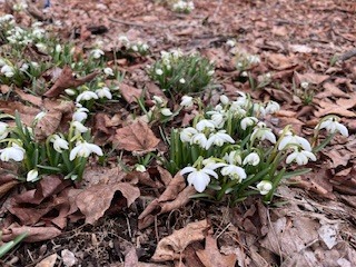 Snowdrops by Ingrid Baily.