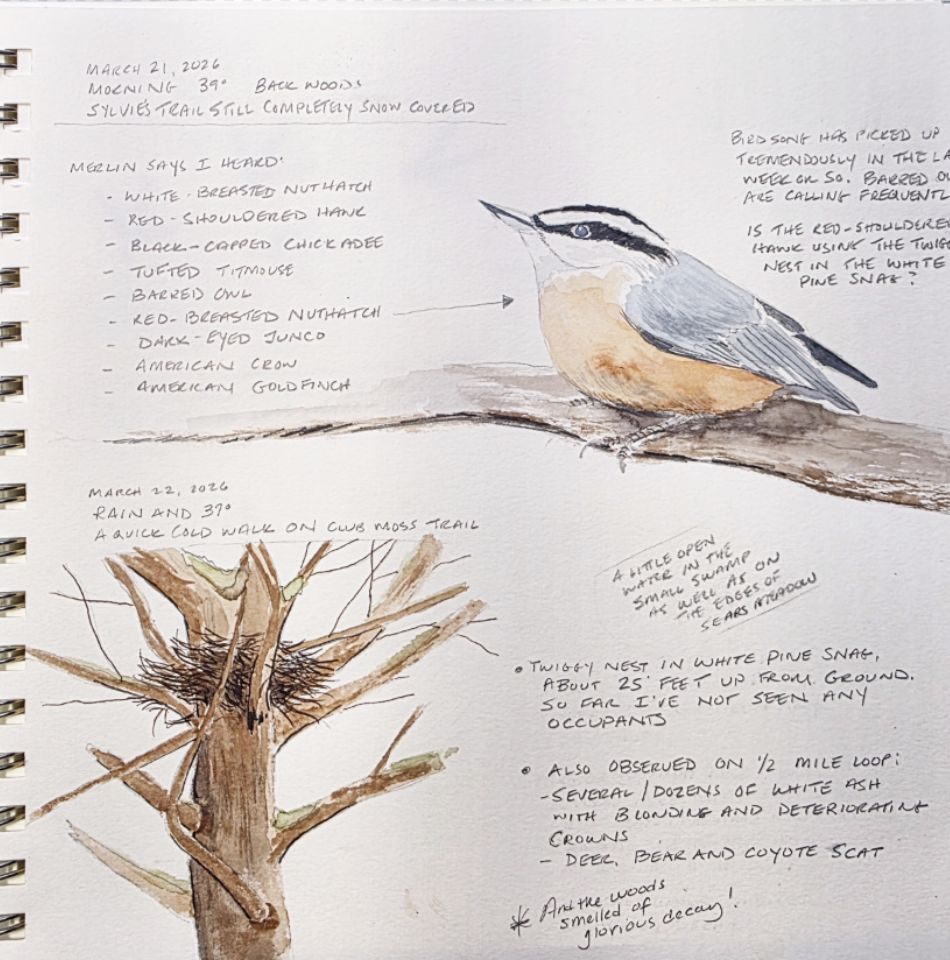 Written journal entry with drawing of a bird and tree