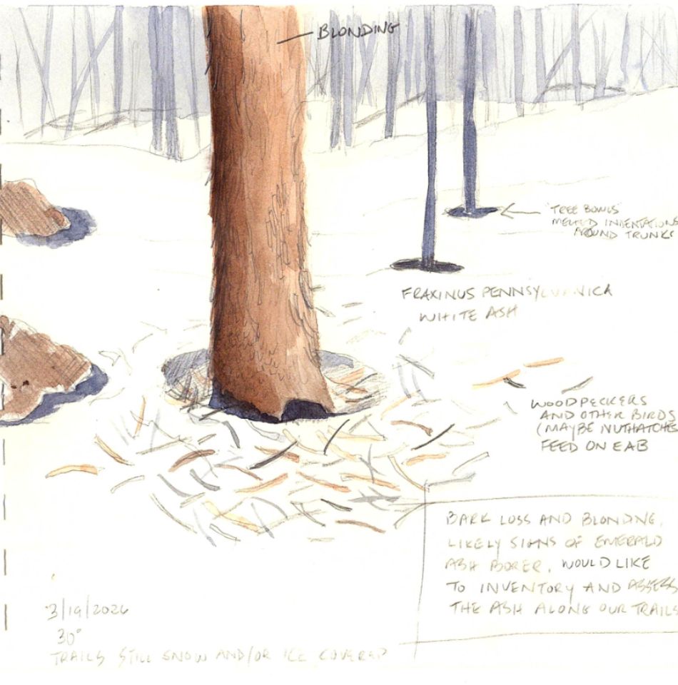 Journal entry with watercolor tree.