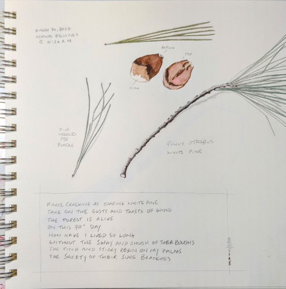Journal entry with watercolor of a acorn and pine needles.