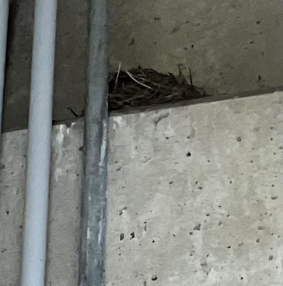 Bird's nest on a concrete ledge