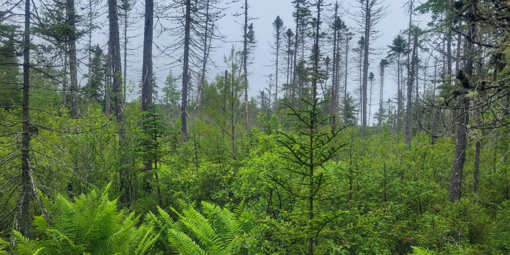 Northern Headwaters Basin Easement
