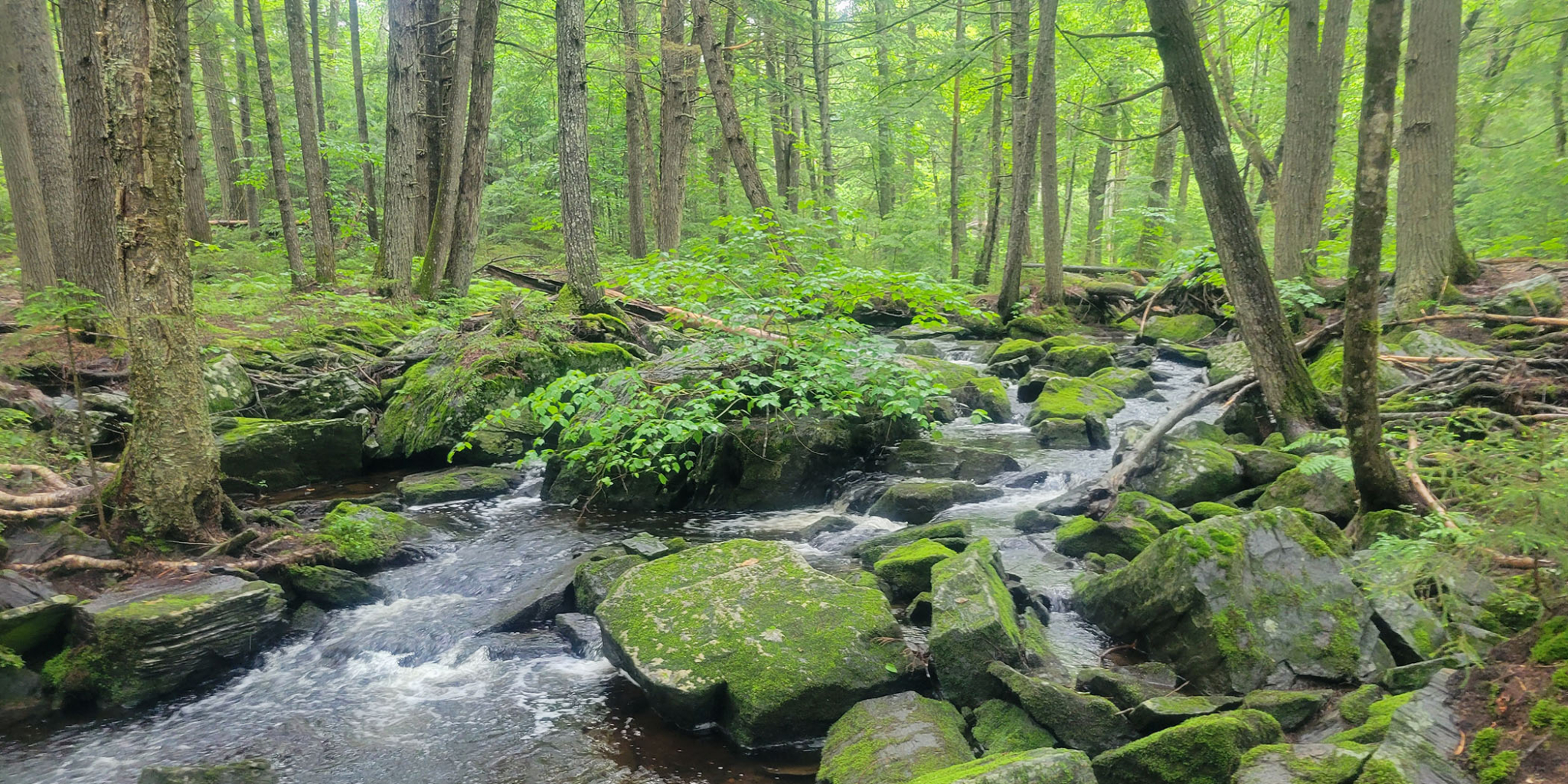 Northern Headwaters -Banner and Feature Image 2